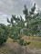 Afbeelding Dwergvorm Oostenrijkse den - Pinus nigra Oregon Green