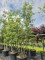 Afbeelding Steeneik - Quercus ilex