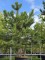 Afbeelding Meerstammige Oostenrijkse Den - Pinus nigra 'Nigra'