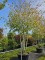 Afbeelding Hollandse Linde, Meerstammige Koningslinde - Tilia x europaea 'Pallida'