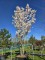 Afbeelding Japanse sierkers - Prunus 'Sunset Boulevard'