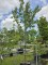 Afbeelding Peer 'Noordhollandse Suikerpeer' - Pyrus c. 'Noordhollandse Suikerpeer'