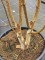 Afbeelding Himalayaberk - Betula utilis 'Doorenbos'