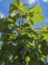 Afbeelding Chinese parasolboom - Firmiana simplex