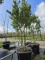 Afbeelding Japanse hulst - Ilex crenata 'Green Hedge'