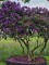 Afbeelding Donkerpaarse meerstammige rhododendron - Rhododendron 'Lee's Dark Purple'