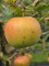 Afbeelding Jonagold handappel - Malus domestica 'Jonagold'
