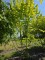 Afbeelding Grootbladige hazelaar - Corylus Avellana 'Aurea'