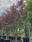 Afbeelding Japanse Esdoorn - Acer palmatum 'Bloodgood'