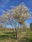 Afbeelding Krentenboompje - Amelanchier lamarckii