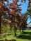 Afbeelding Rode of bruine beuk - Fagus sylvatica 'Atropunicea'