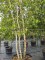 Afbeelding Ruwe Berk - betula pendula