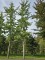 Afbeelding Japanse notenboom - Ginkgo biloba
