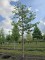 Afbeelding Japanse Sierkers - Prunus serrulata 'Shirotae'