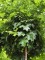 Afbeelding bolvormige dwerg moeraseik - Quercus Palustris 'Green Dwarf'