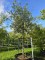 Afbeelding Steeneik - Quercus ilex