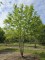 Afbeelding Magnolia - Magnolia 'Kobus'