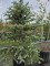 Afbeelding blauwspar - Picea pungens 'Glauca'