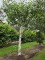 Afbeelding Witte berk (Doorenbos) - Betulus utilis Doorenbos (Jacquemontii)