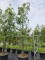 Afbeelding Steeneik - Quercus ilex