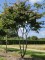 Afbeelding Perzisch ijzerhout - Parrotia persica