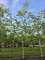 Afbeelding Walnoot 'Cyril' - Juglans regia 'Cyril'
