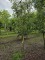Afbeelding Rode Goudreinet - Malus domestica 'Rode Boskoop'