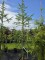 Afbeelding Kronkel lariks - Larix kaempferi 'Diana'