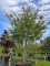 Afbeelding Perzisch IJzerhout - Parrotia persica