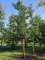 Afbeelding Moseik - Quercus cerris