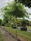 Afbeelding Moeraseik als parasolboom - Quercus Palustris