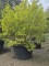 Afbeelding Indische sering - Lagerstroemia indica 'Bianco'