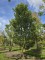 Afbeelding Sierpeer - Pyus calleryana 'Chanticleer'