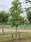 Afbeelding Amberboom - Liquidambar styraciflua