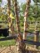 Afbeelding Zwarte berk - Betula nigra
