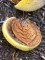 Afbeelding Amandelboom - Prunus dulcis