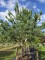 Afbeelding Grove den - Pinus sylvestris