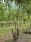 Afbeelding Zwarte berk - Betula nigra