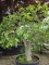 Afbeelding Vijg - Ficus carica 'Brown Turkey'