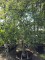 Afbeelding Appel - Malus domestica 'Jonagold'
