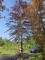 Afbeelding Volwassen rode beuk - Fagus sylvatica 'Atropunicea'