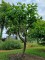 Afbeelding Klimboom Plataan - Platanus x hispanica