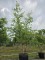 Afbeelding Zwarte berk - Betula nigra