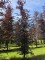 Afbeelding Rode beuk - Fagus sylvatica 'Atropunicea'