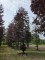 Afbeelding Rode beuk - Fagus sylvatica 'Atropunicea'
