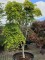 Afbeelding Treurvormige Japanse dwerg esdoorn - Acer palmatum 'Jiro-shidare'