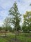 Afbeelding Chinese moerascipres - Metasequoia glyptostroboides