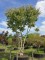 Afbeelding Zevenzonenboom - Heptacodium miconioides