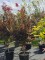 Afbeelding compact groeiende Japanse esdoorn - Acer palmatum 'Twombley's Red Sentinel'
