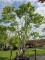 Afbeelding Zevenzonenboom - Heptacodium miconioides